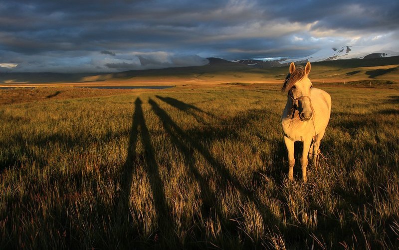 Алтай, Закат, Конь, Тень, Укок Про длинные тени и белого коняphoto preview