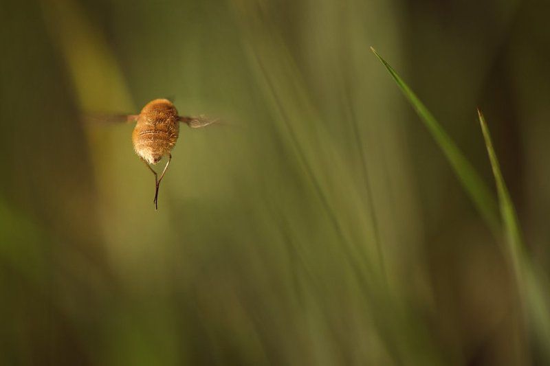 ...обиделся...photo preview