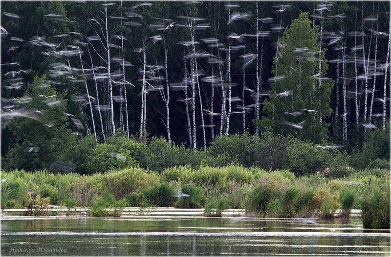чайки, озёрные, larus, ridibundus Птицыphoto preview