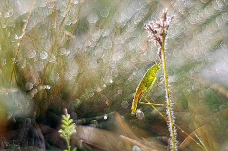 Pearls. фото превью