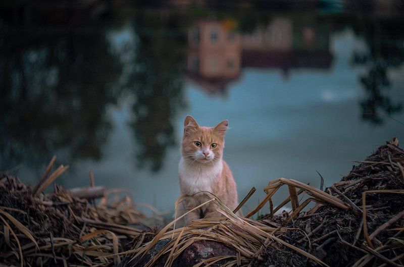 Мечты одного бездомногоphoto preview