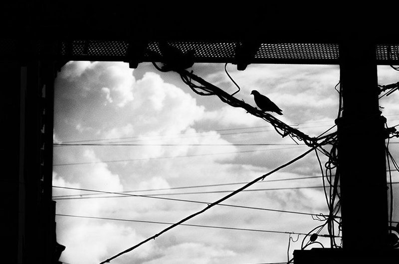 Birds of my cityphoto preview