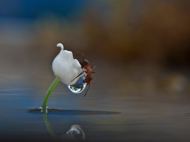 ландыш., , , муравей. Властелин капли.photo preview