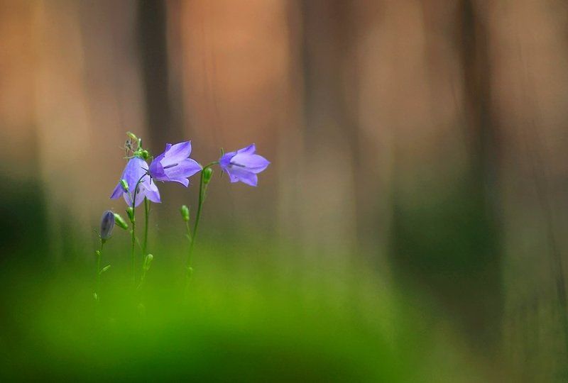 В лесуphoto preview