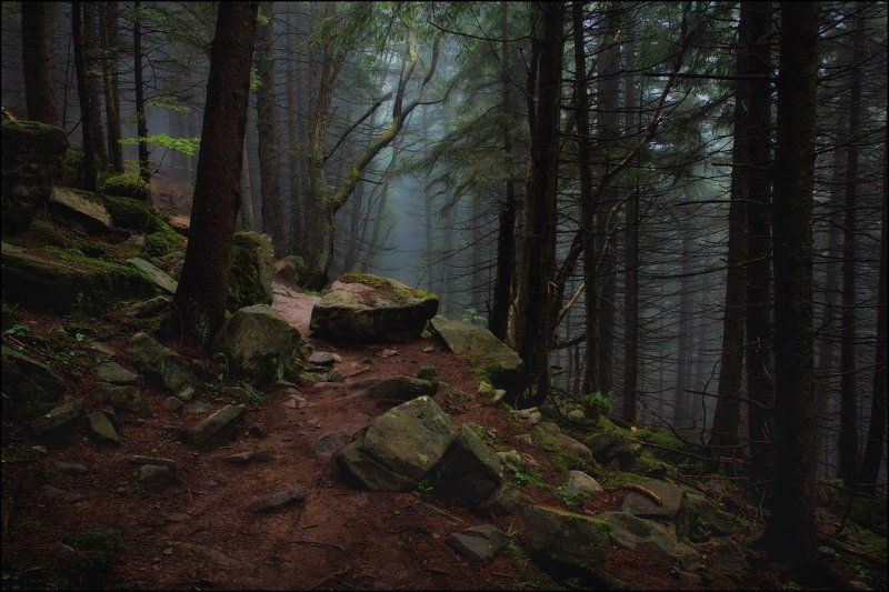 В лесуphoto preview