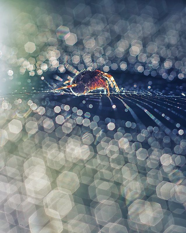 Wojownik.photo preview