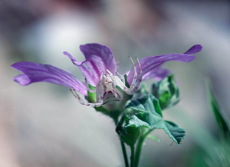 Pułapka.photo preview