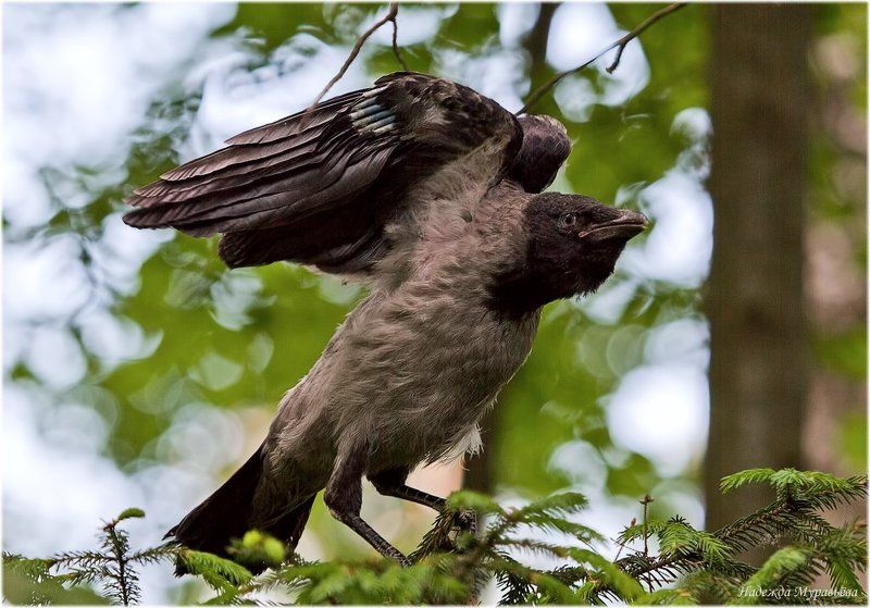 - Стра-а-шен  Я-а!photo preview