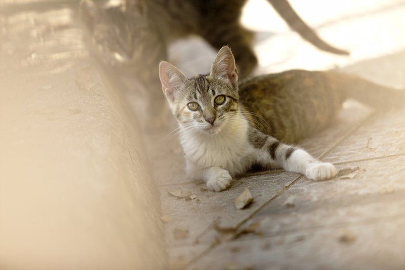Sardinian Catsphoto preview
