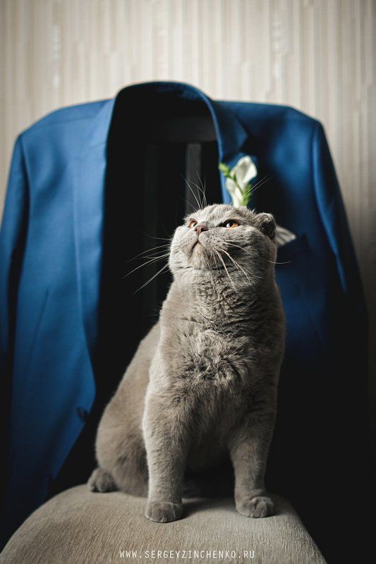 Smelly Catphoto preview