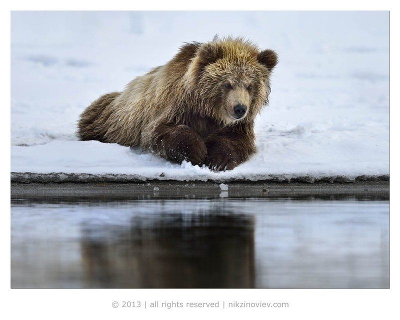 Дикая природа россии, Камчатка, Медвежонок, Николай зиновьев, Осень Тот, кто живет в озереphoto preview
