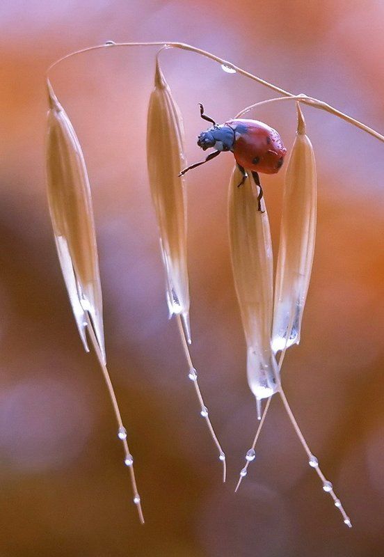 божья, коровка., лето. Дирижерphoto preview