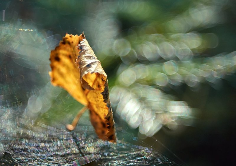 лист, осень, паутина ***photo preview