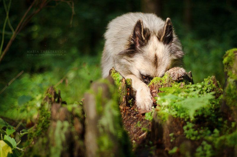 собака, лес, бельгийская овчарка, тервюрен Стыдно!photo preview