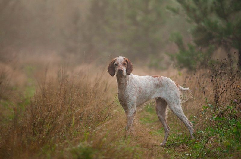Английский сеттер, Охота, Охота с английским сеттером, Охота с легавой Приглашение в утро охотыphoto preview