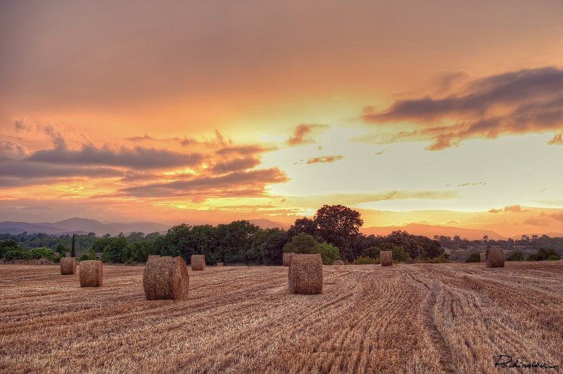 Испанские поляphoto preview