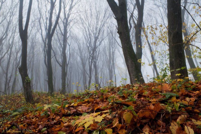 Серебряно-багряная осеньphoto preview