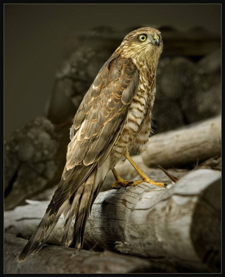 , Виктор Перякин