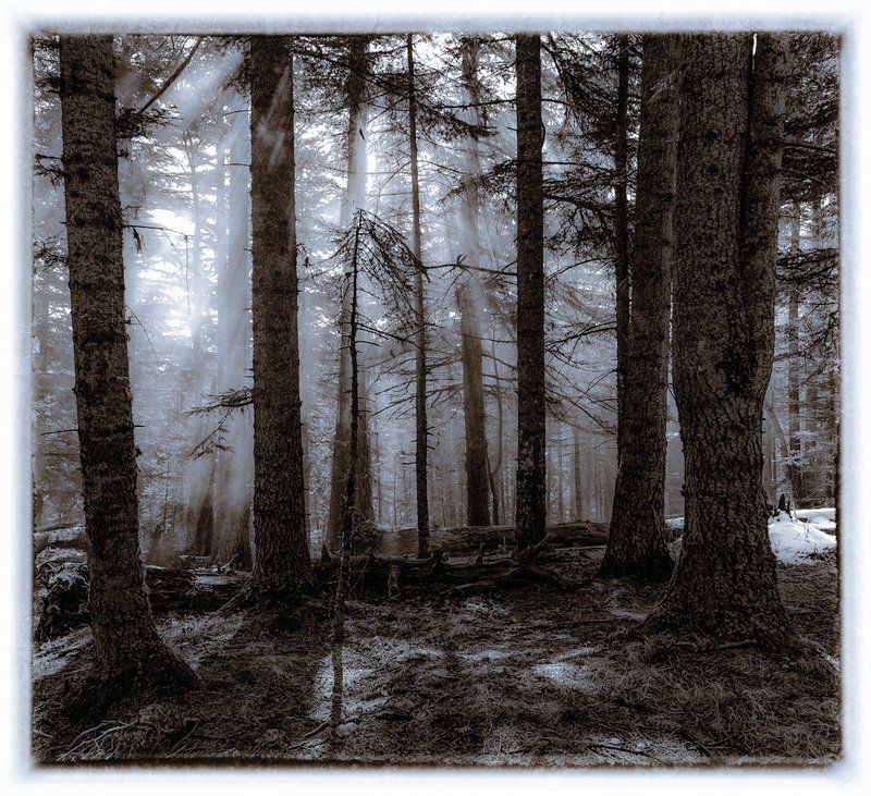 ЭТОТ СКАЗОЧНЫЙ ЛЕСphoto preview