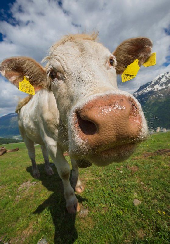 Альпийские картинкиphoto preview