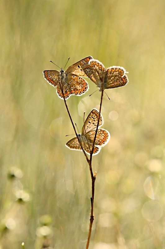 Flowers. фото превью