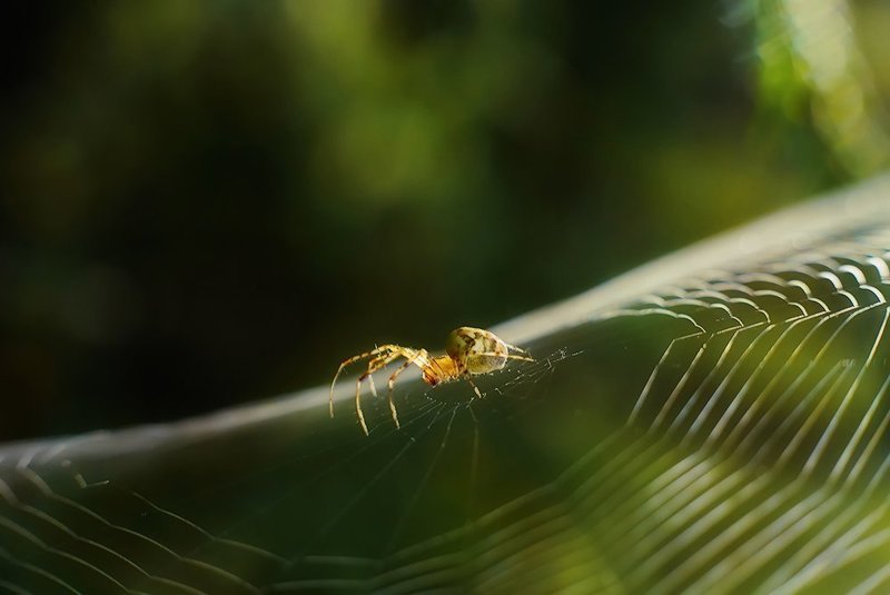 макро, паук, паутина ***photo preview