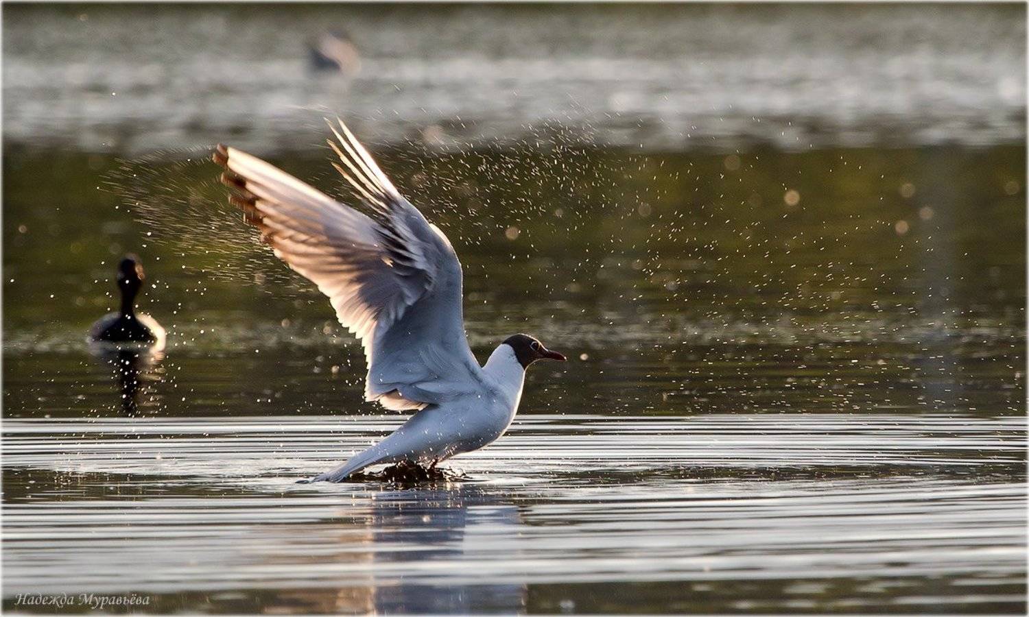 - Прощай!. Автор: Надежда Муравьёва , Надежда Муравьёва