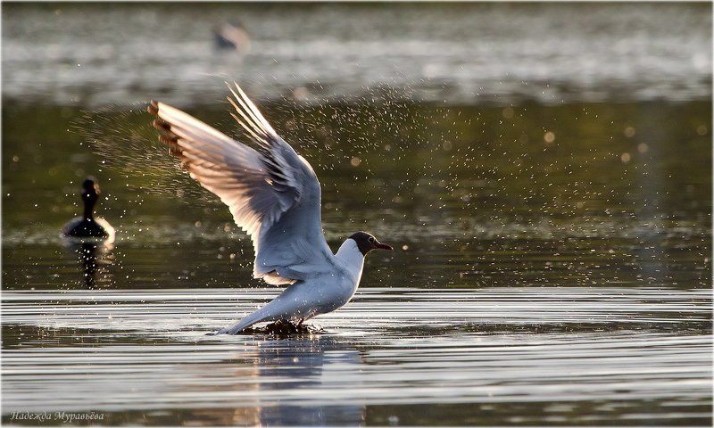 - Прощай!photo preview