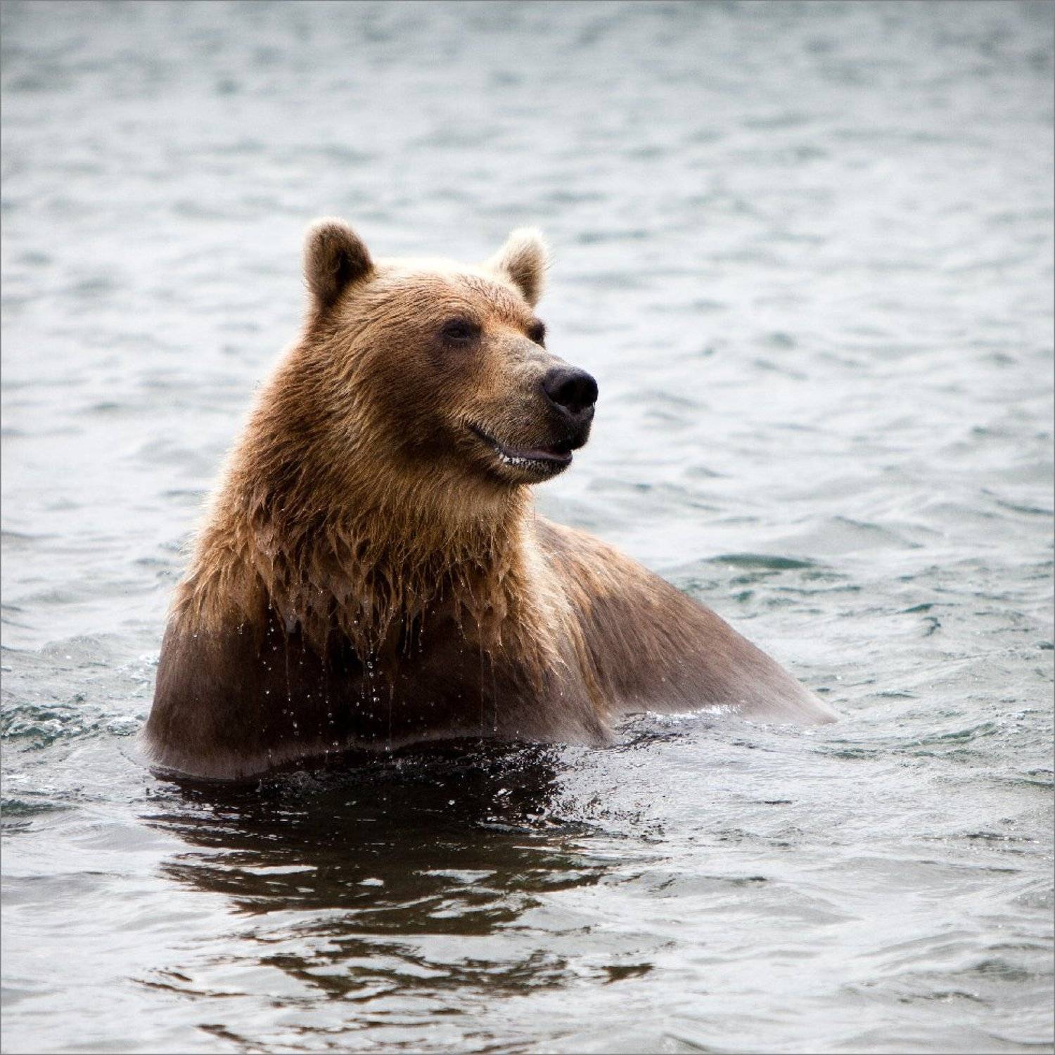 Добрый. Автор: Нетушки , Нетушки