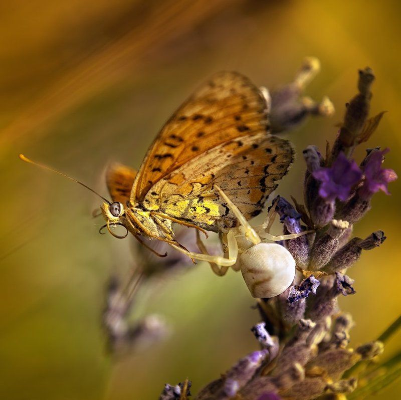 Show must go on.photo preview