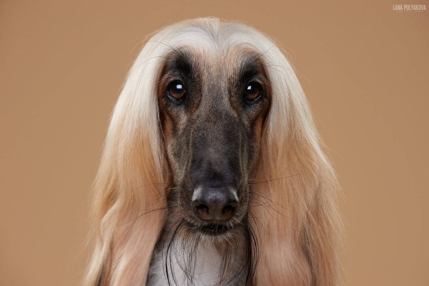 собака, афган, фон, Лана Полякова