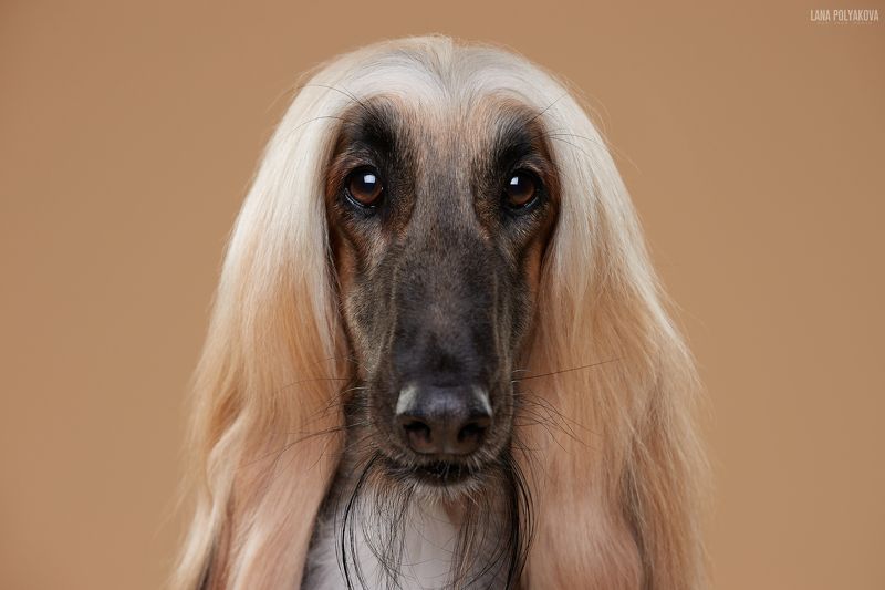 собака, афган, фон photo preview