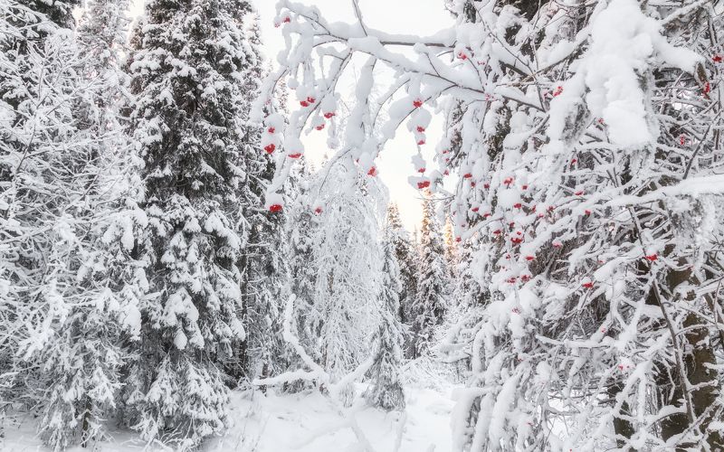 печора,коми,снег Белое на красномphoto preview