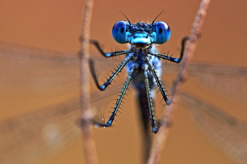 Августphoto preview