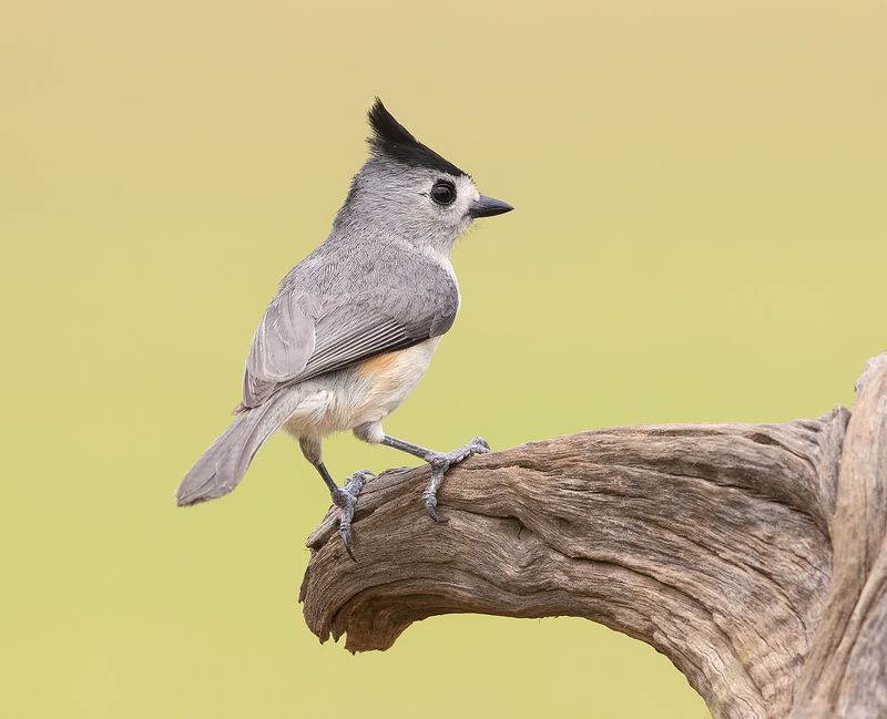 синица чёрнохохлатая, black-crested titmouse, titmouse, синичка, tx Синица чёрнохохлатая - Black-crested Titmousephoto preview
