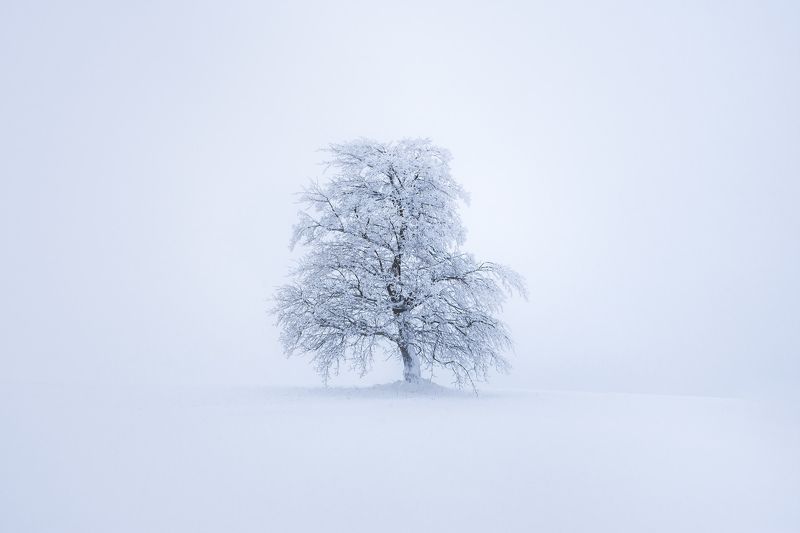 Sunrise, landscape, winter, snow, sun, light, nature, czech republic, fog, tree, mist Alone in the fogphoto preview