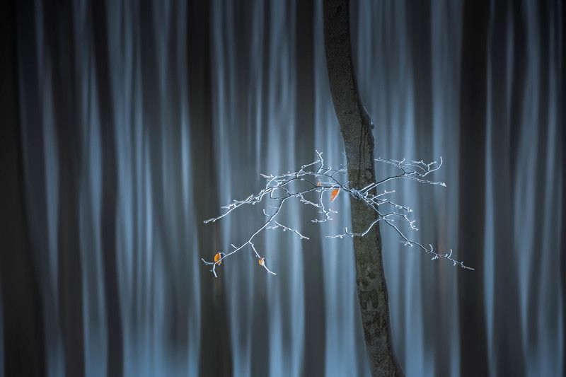 #nature Alone between allphoto preview