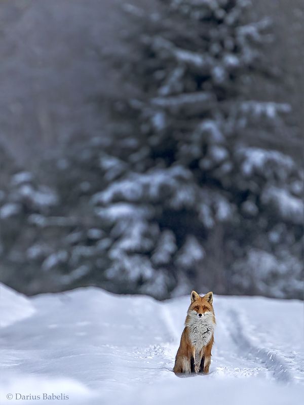 Лисицаphoto preview