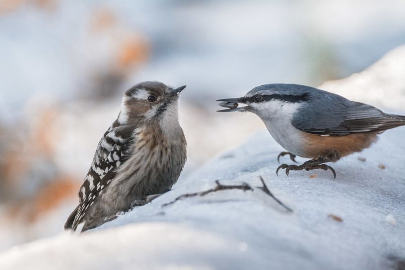 Предложениеphoto preview