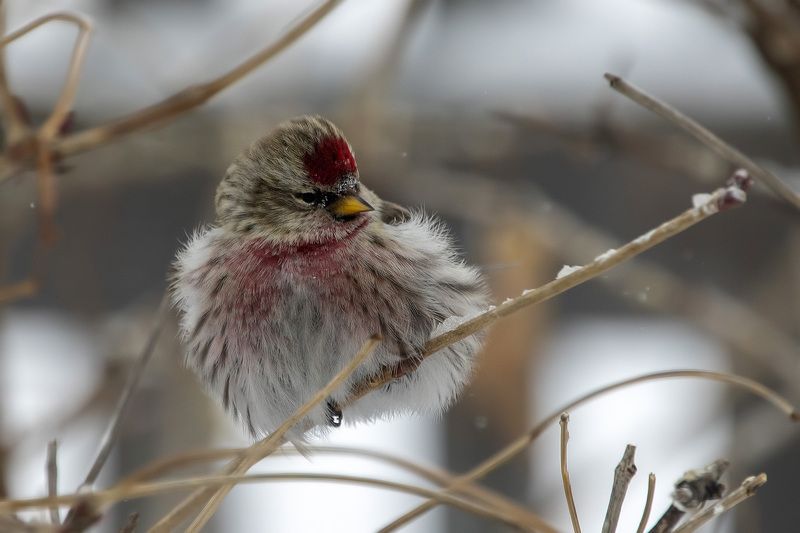 Обыкновенная чечёткаphoto preview