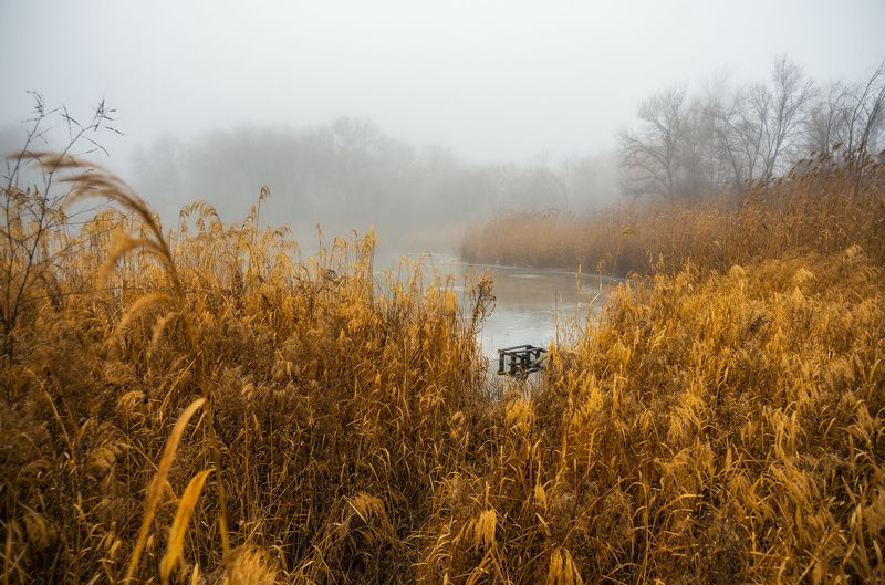 Лишь шёпот тростника...photo preview