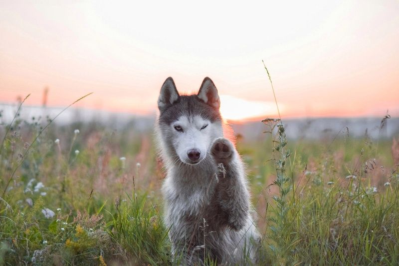 собака, dog, закат Закат в полеphoto preview