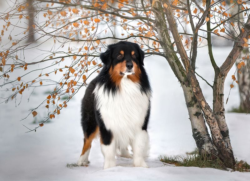 Magic winter timephoto preview