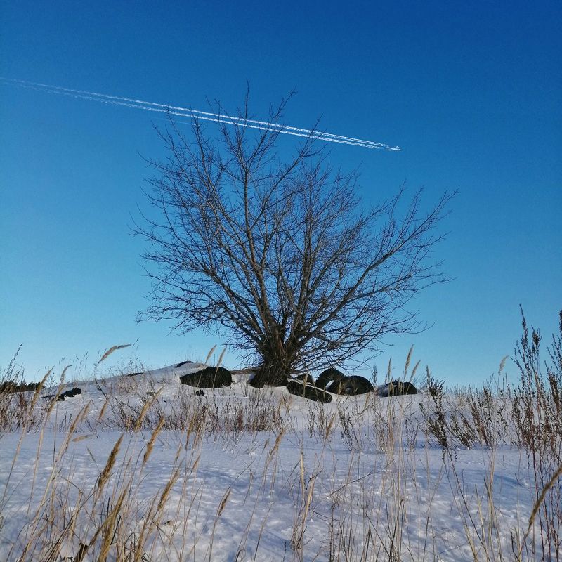 деревья Древо жизниphoto preview