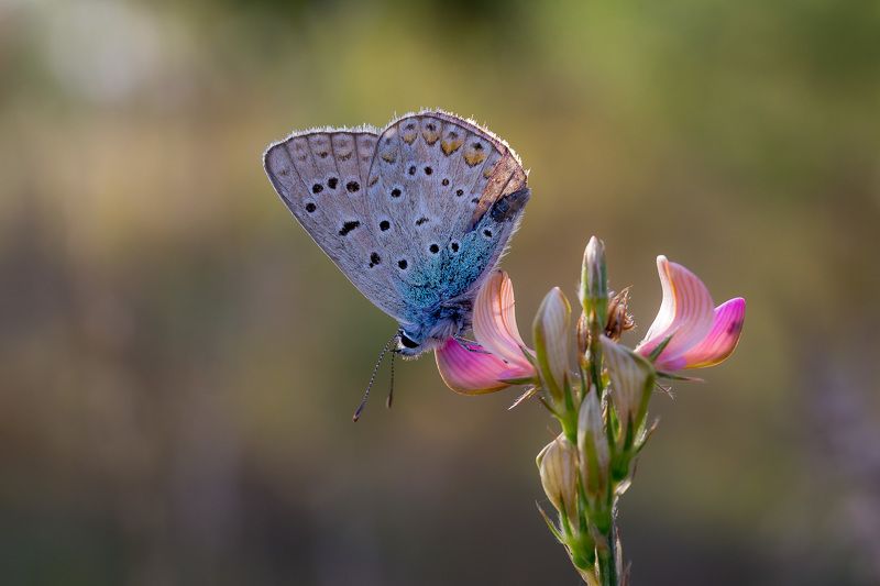 wildlife, insects,butterfly, насекомые, бабочка, common blue Голубянка икарphoto preview