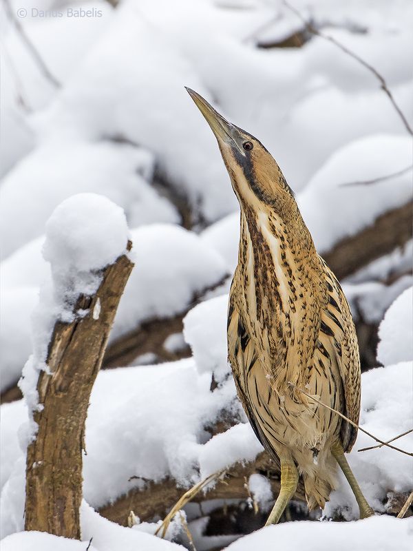 Большая выпьphoto preview