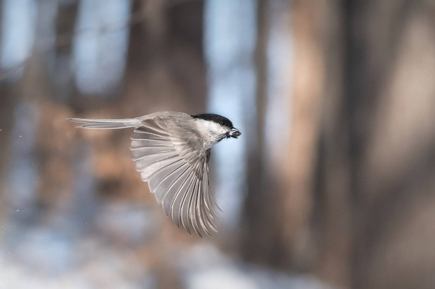 , Шинкарева Елена