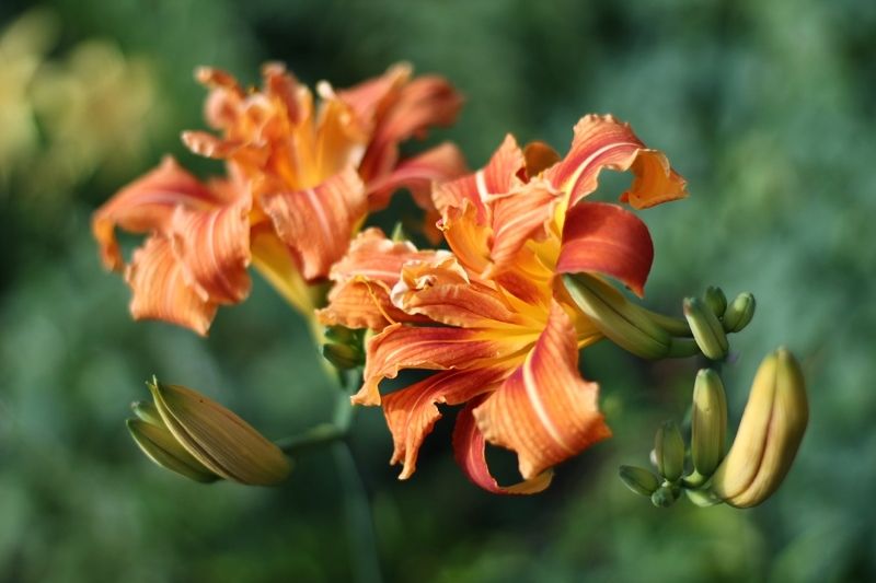 цветы, лето, лилейник Кудрявый лилейникphoto preview