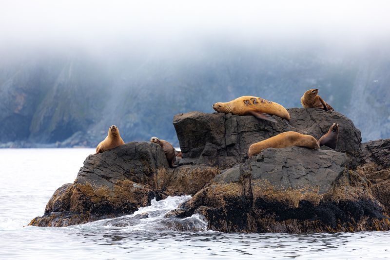 сивучи  Контрольphoto preview