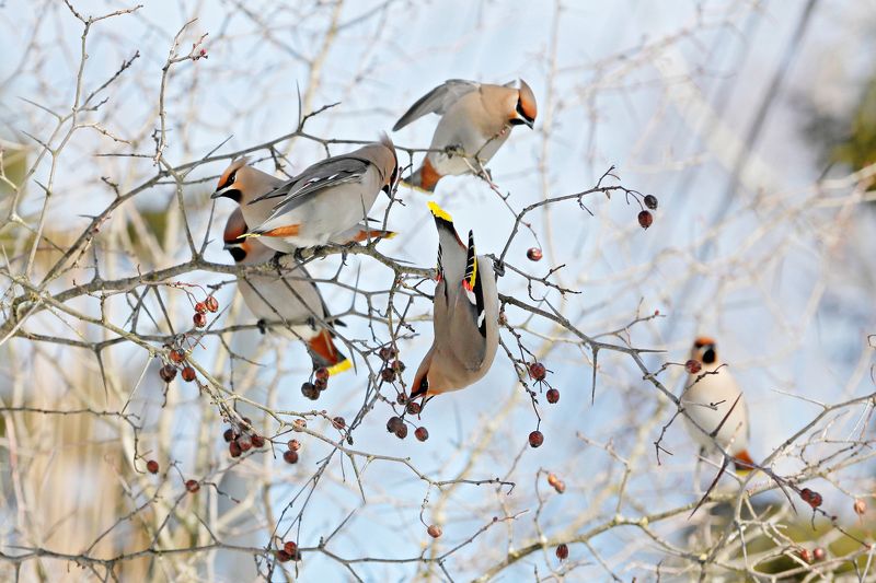 природа, птицы, свиристели Свиристелиphoto preview